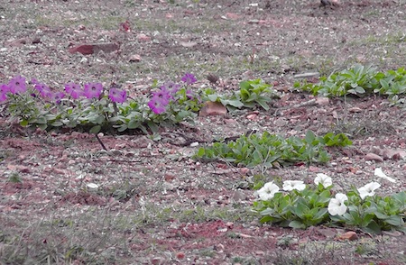 Joplin Flowers on bare lot